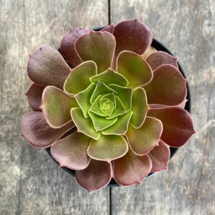 Aeonium Black Rose