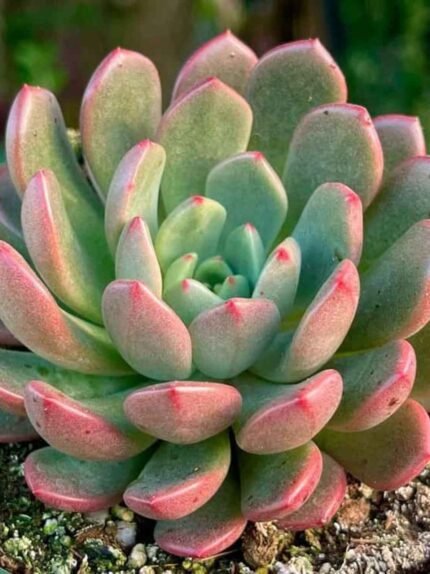 Graptoveria Bashful