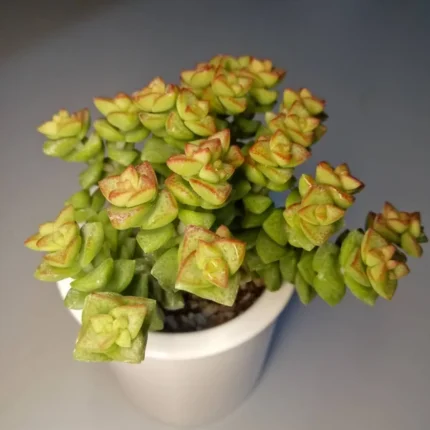 Crassula ‘Tom Thumb’