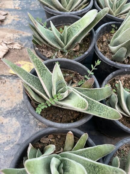 Big Gasteria