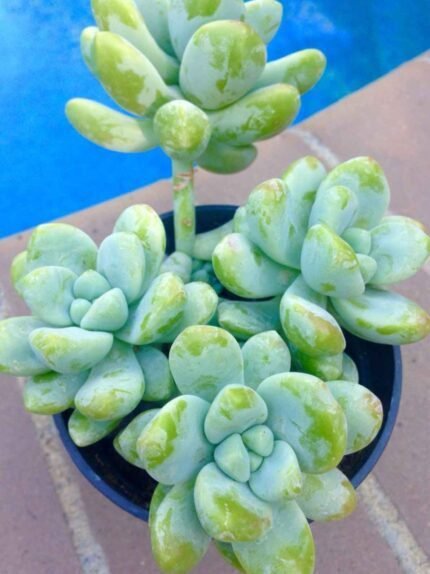 Sedum treleasei