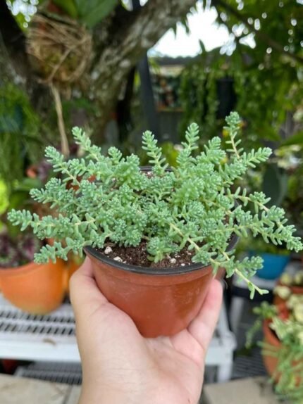 Chain Sedum