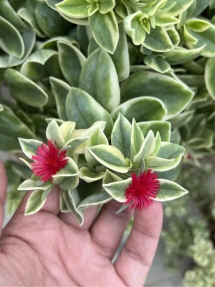 Variegated Baby Sunrose