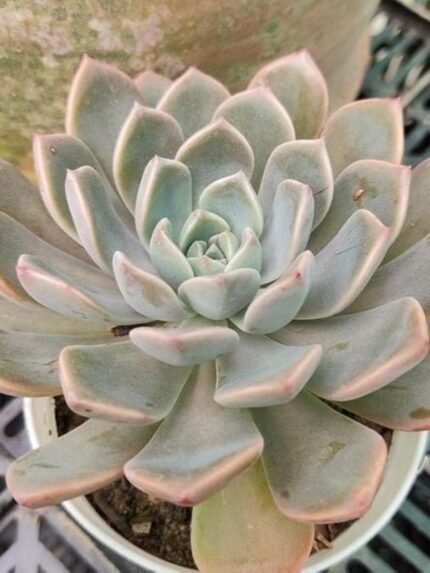 Echeveria Menina