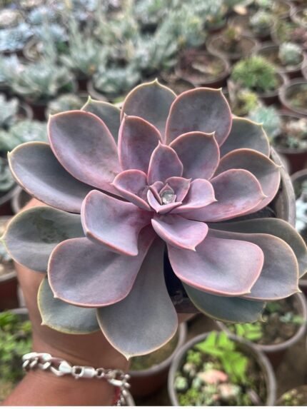 Echeveria Pink