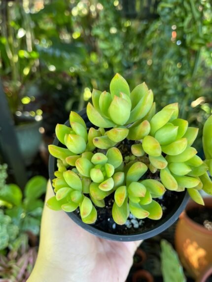 Yellow Sedum Adolphii Cluster