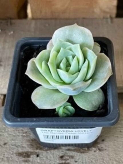 Graptoveria Lovely Rose