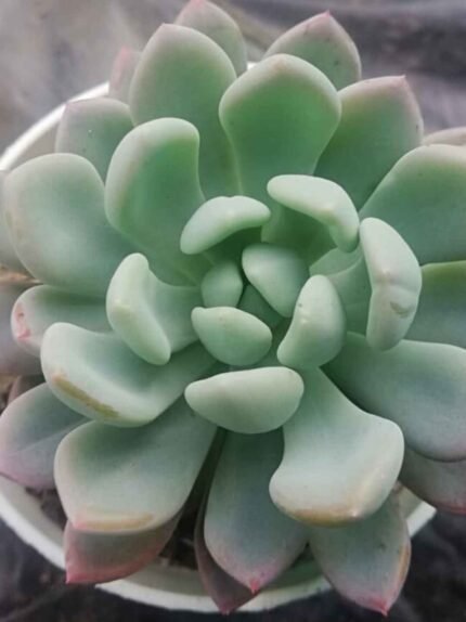 Echieveria scheedere