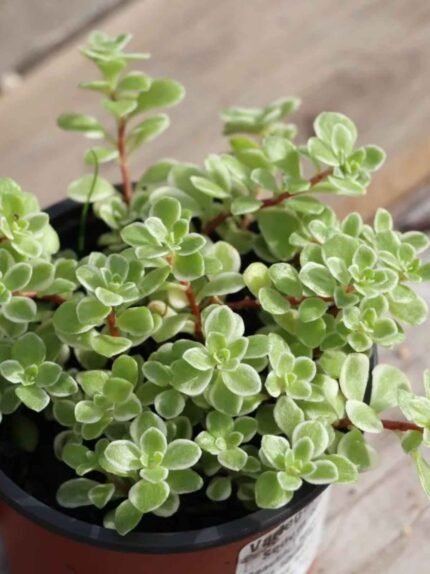 Limelight Japanese Stonecrop