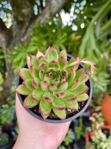 echeveria red tip