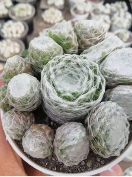 Sempervivum arachnoideum (cobweb)