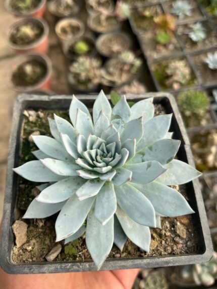 Echieveria Blue Bird