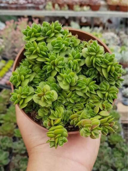 Crassula David
